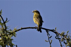 Crithagra sulphurata