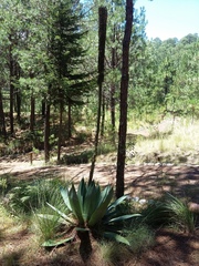 Agave obscura