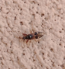 Pseudopamera nitidula