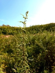 Urtica cannabina