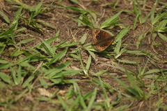 Junonia evarete