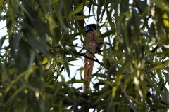 Terpsiphone viridis granti