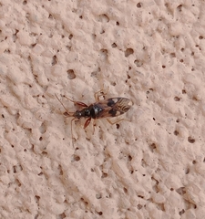 Pseudopamera nitidula