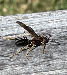 Polistes fuscatus