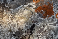 Arctoparmelia centrifuga