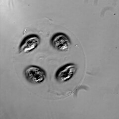 Chlamydomonadales