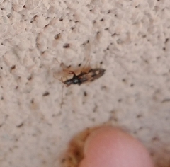 Pseudopamera nitidula