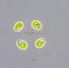 Chlamydomonadales