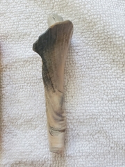Buccinoidea