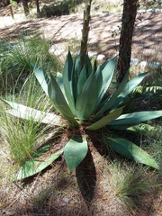 Agave obscura