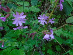 Silene × hampeana