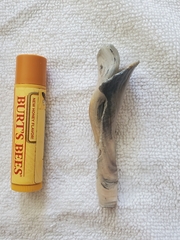 Buccinoidea