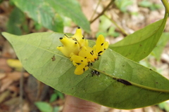 Epicadus heterogaster