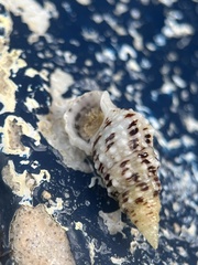 Cerithium eburneum