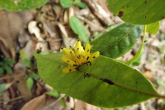 Epicadus heterogaster