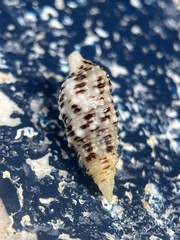 Cerithium eburneum