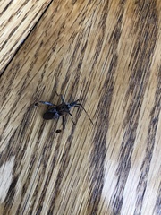 Leptoglossus clypealis