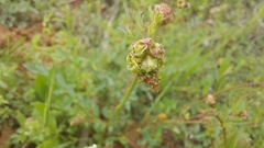 Sanguisorba minor
