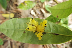 Epicadus heterogaster