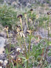 Anemonastrum sibiricum