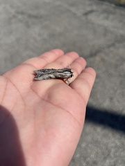 Sphingidae
