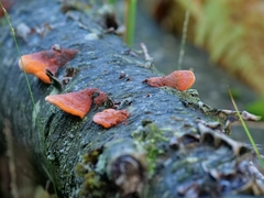 Trametes cinnabarina