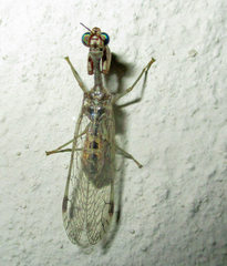 Mantispidae