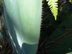 Agave obscura