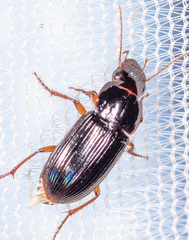Harpalus pensylvanicus