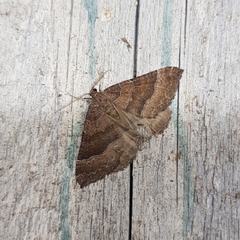 Larentia clavaria
