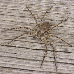 Philodromus margaritatus