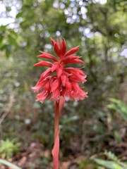 Stenorrhynchos albidomaculatum