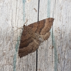 Larentia clavaria