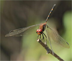 Dythemis sterilis