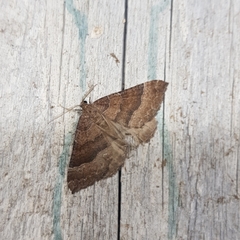 Larentia clavaria