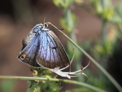 Lepidochrysops procera