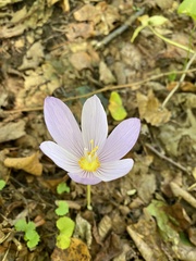Crocus kotschyanus