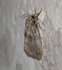 Lepidoptera