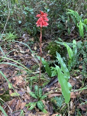 Stenorrhynchos albidomaculatum