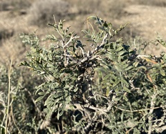 Psorothamnus fremontii