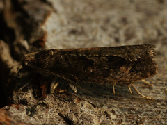 Epinotia brunnichana