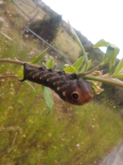 Xylophanes falco