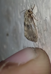 Lepidoptera