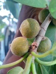 Ficus burkei