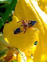 Apiomerus flaviventris