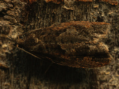 Epinotia brunnichana