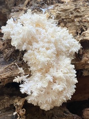 Hericium