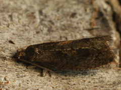 Epinotia brunnichana
