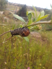 Xylophanes falco