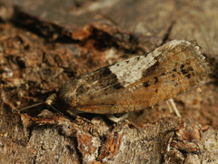 Epinotia brunnichana
